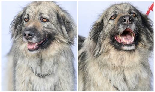 Udomi kujicu Lili: Samo joj treba malo maženja i šetnja