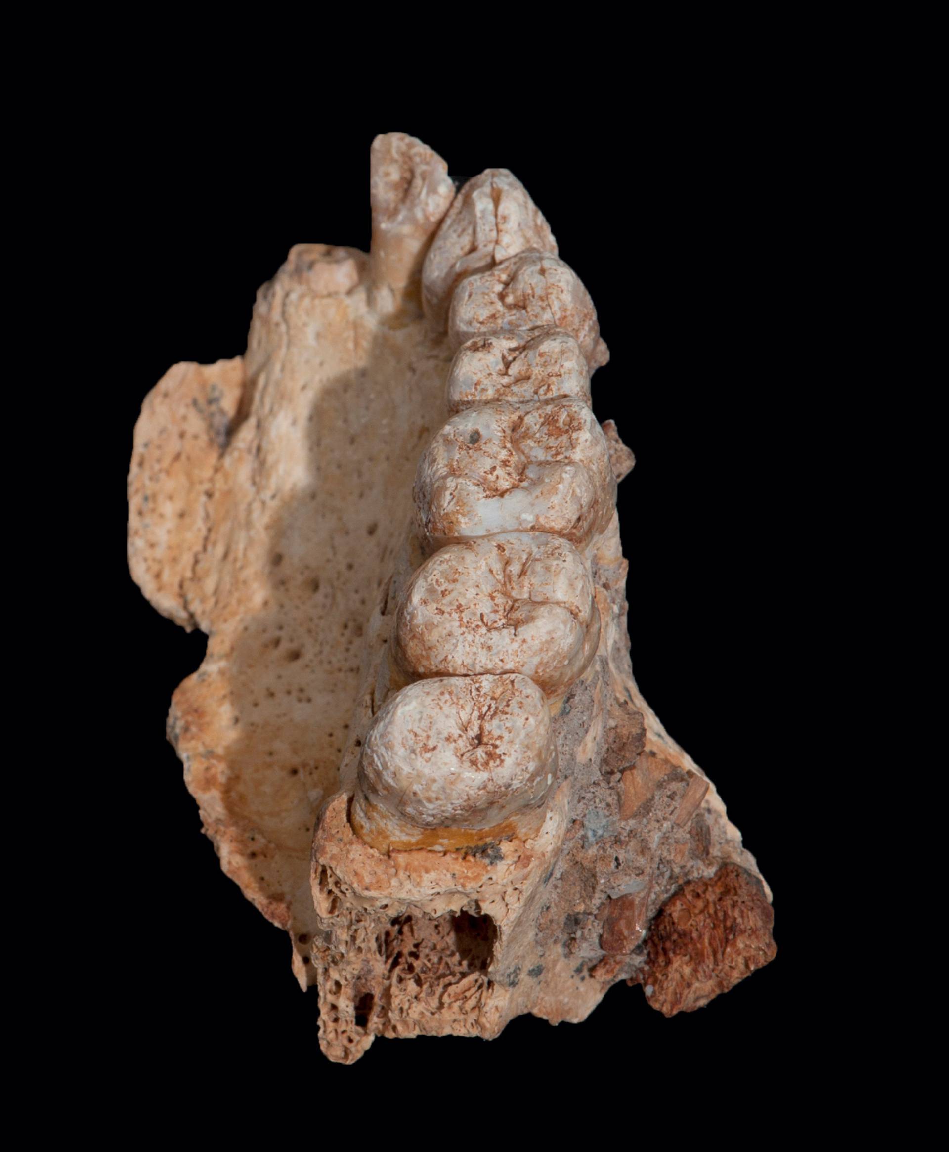 A partial jawbone bearing seven teeth unearthed in a cave in Israel represents what scientists are calling the oldest-known Homo sapiens remains outside Africa