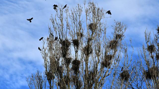 Slavonski Brod: Više stotina vrana nastanilo se u krošnjama visokog drveća