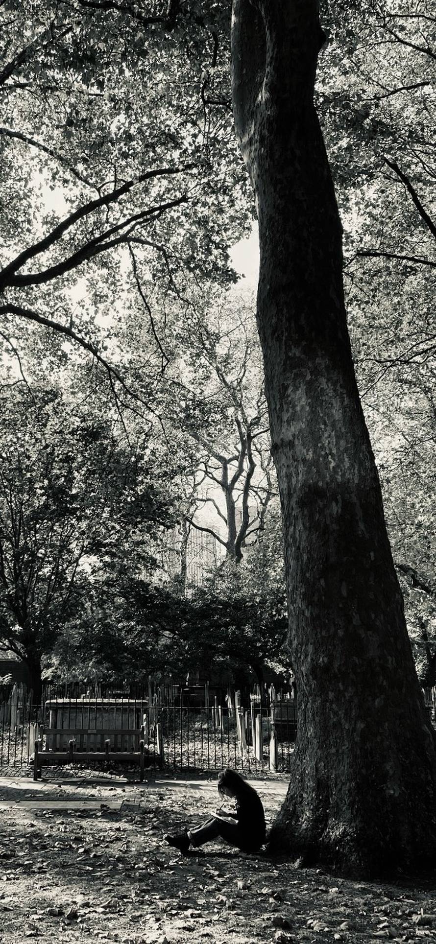 Devetnaest godina pod istim stablom: U Zagreb stiže 'The Tree Knew' Maje Vržine