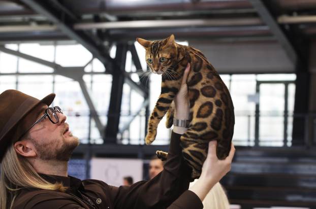 Rijeka: Međunarodna izložba mačaka