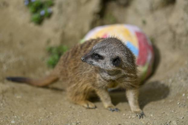 Zagreb: Podjela pisanica uz edukativni pogram za djecu u zoološkom vrtu