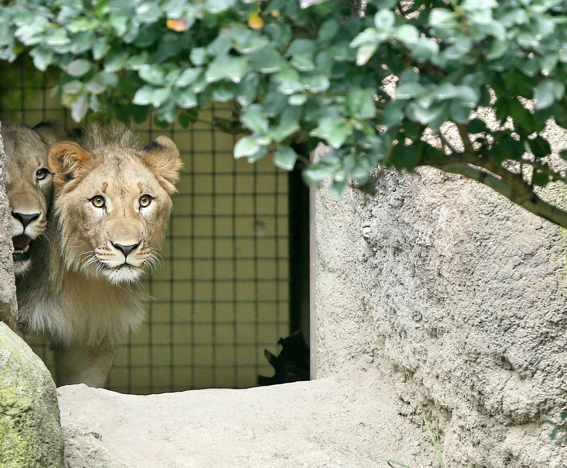 New Lions explore their enclosure at the zoo in Leipzig