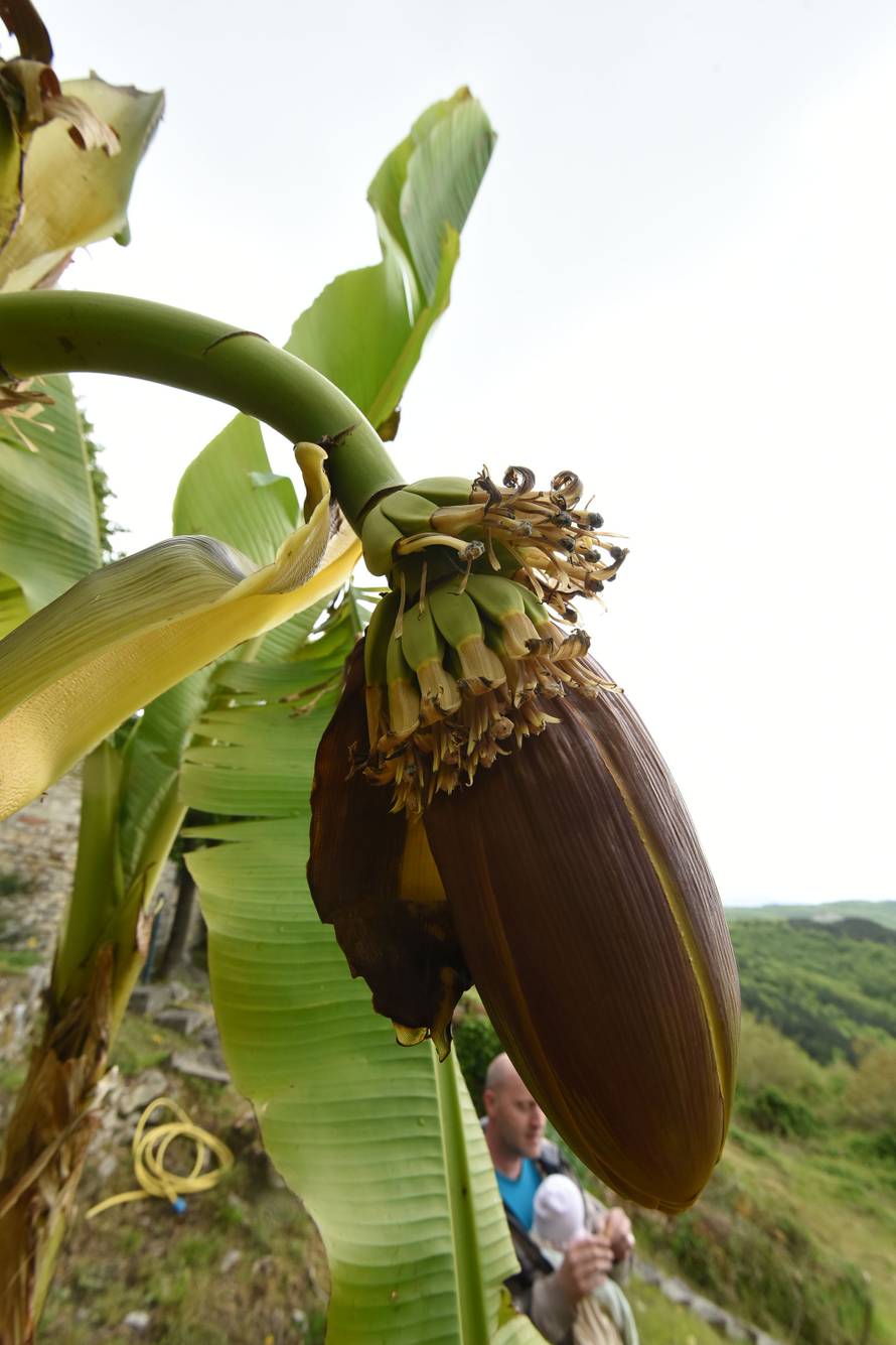 Čeka plodove: Kad se najmanje nadaš, u vrtu ti narastu banane