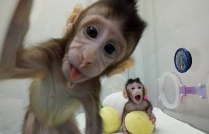 Put prema kloniranju ljudi? U Kini uspjeli klonirati majmune
