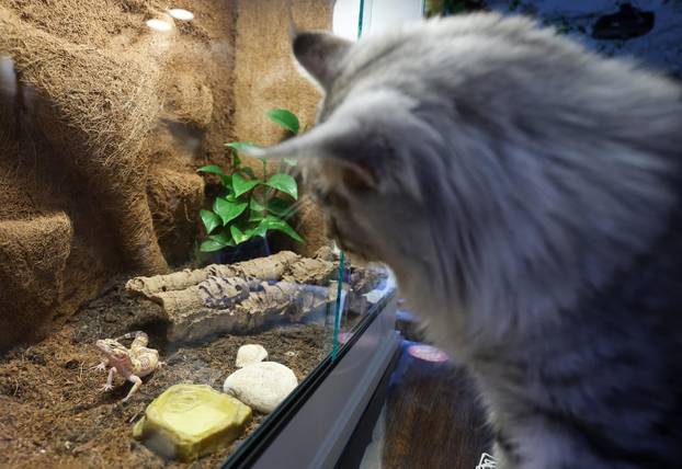 Zagreb: Emilija i Amer Alaydi otvorili su kafić Animal caffe