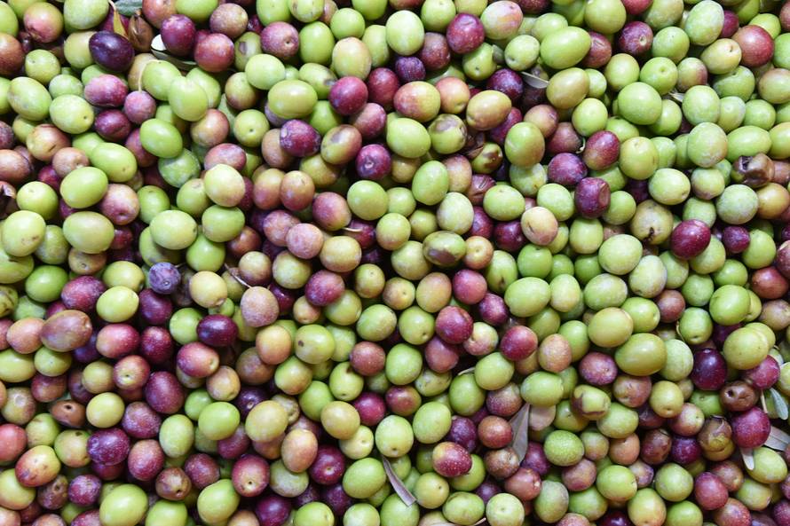 Znate li uopće koja je razlika između zelenih i crnih maslina?