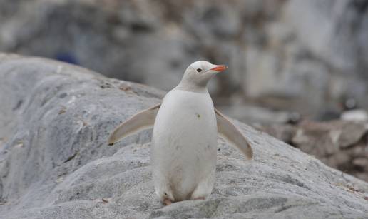 Na otočju Galapagos pronađen je  rijetki potpuno bijeli pingvin