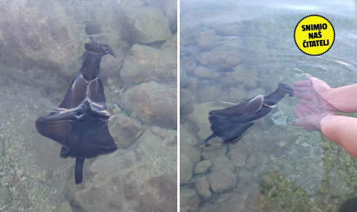 VIDEO Morski zekan zalutao na pla&zcaron;u kod Vira: 'Na moru smo cijeli &zcaron;ivot, a vidimo ga prvi put'