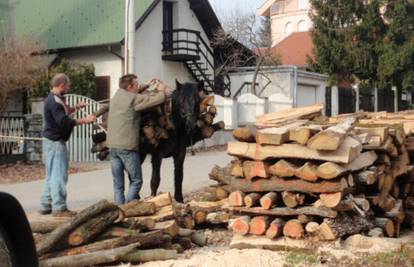 Zagreb: Predivni konji jedini mogu iznijeti drva iz šume