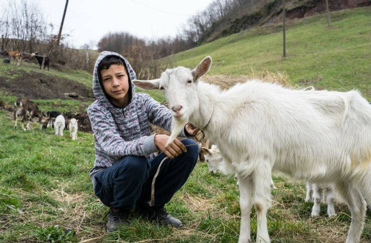 Sad i on ima životinje: Dječak koji je želio kozu sad ih ima 25