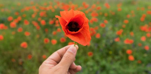 Wild red poppy in a field of poppies