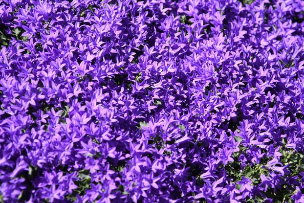 Daruvar: Sajam cvijeća, bilja i sadnica privukao mnogobrojne posjetitelje