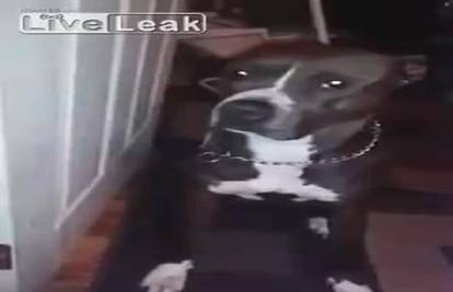 Pas pojeo vrećicu marihuane! Pogledajte  'napušenog psa'