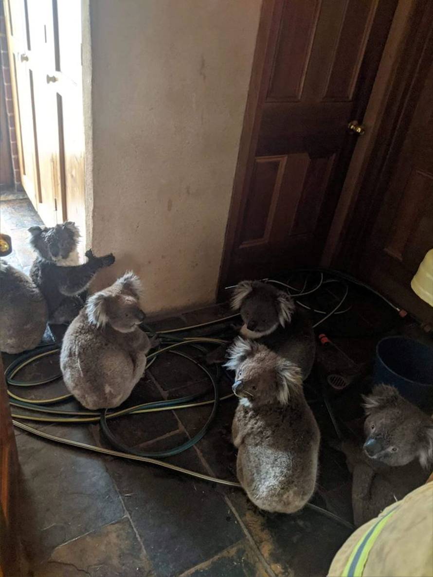 Six koalas sit indoors in Cudlee Creek