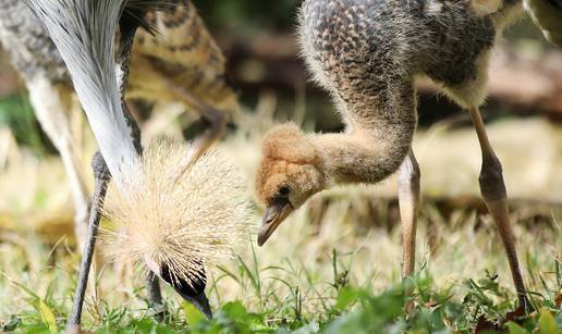 FOTO Krunati ždralovi predstavljeni su javnosti u Zoološkom vrtu u Zagrebu