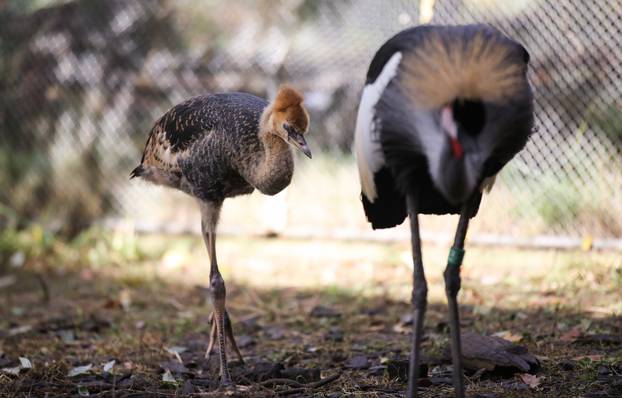 Zagrebački krunati ždralovi predstavljeni javnosti 