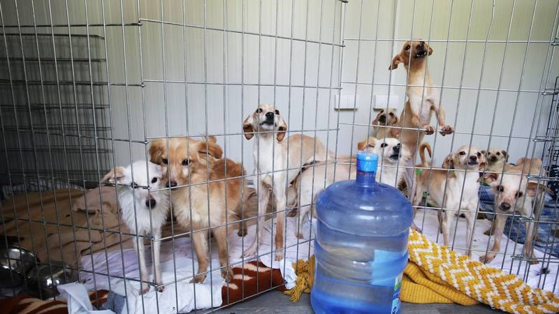 FOTO Prizori koji svima slamaju srca: Evo kako su Hrvati pomogli psima iz kuće strave...