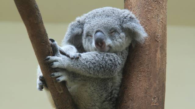 VIDEO Utočište koala ugroženo je zbog povećane sječe drveća