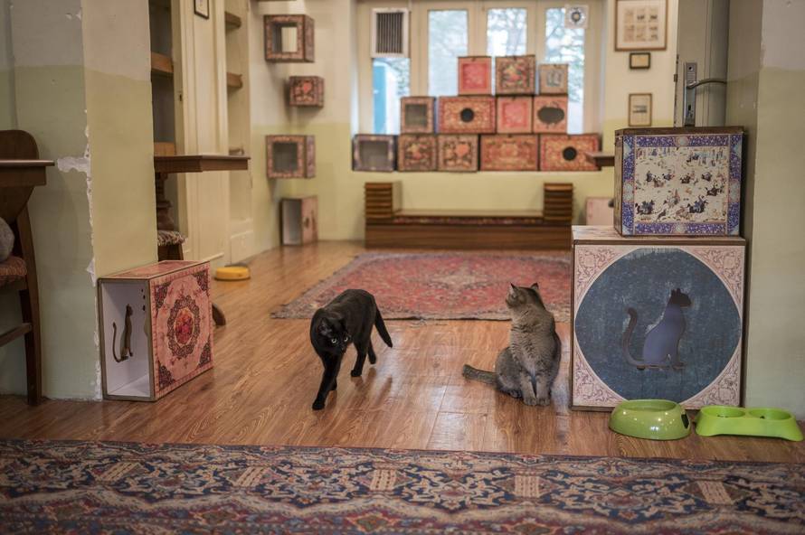Museum of Persian cats in Tehran