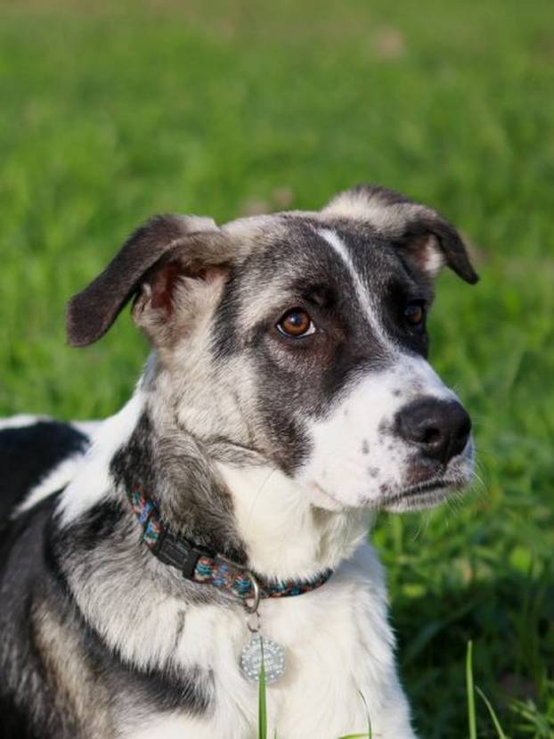 FOTO Ovi preslatki psići u Noinoj Arci čekaju samo vas da ih udomite