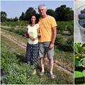 U Slavoniji uspijeva sibirska borovnica: 'Zdrava je, lako se uzgaja, a pekmez je savršen'