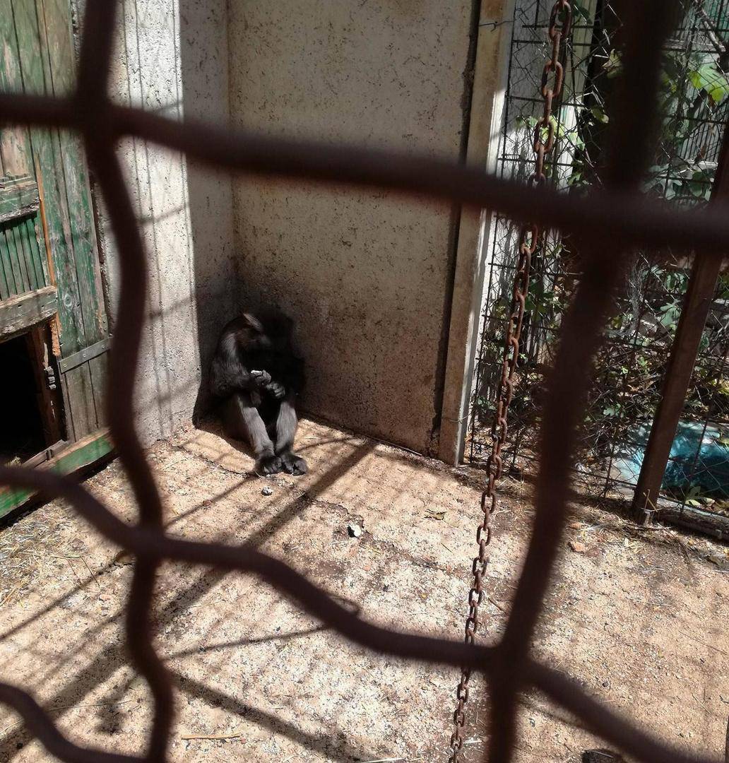 Zoološki vrt užasa: Inspekcija je pronašla bolesne životinje