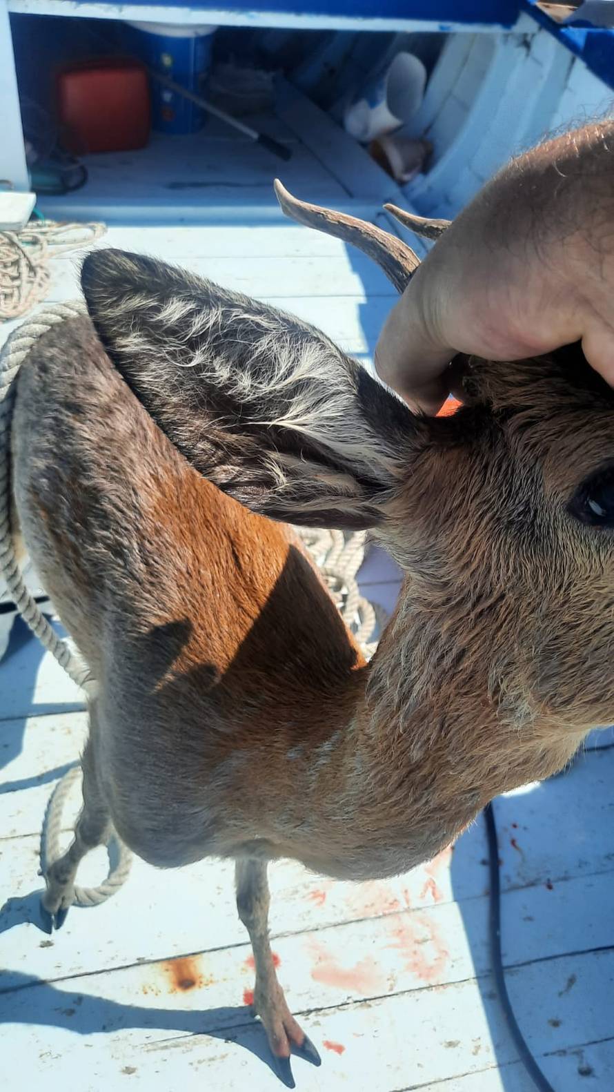 VIDEO Prelijepa gesta: 'Vidio sam srnu u moru i odmah skočio u barku i izvadio ju van'