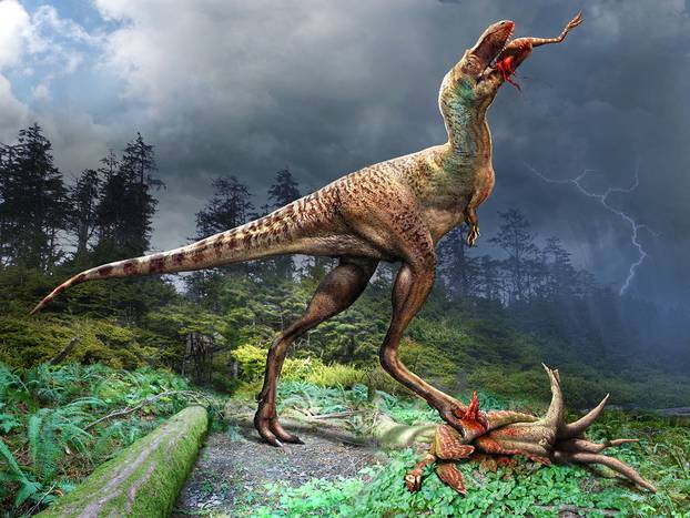 A juvenile Gorgosaurus, a meat-eating dinosaur that lived 75 million years ago during the Cretaceous Period, consumes a small dinosaur called Citipes