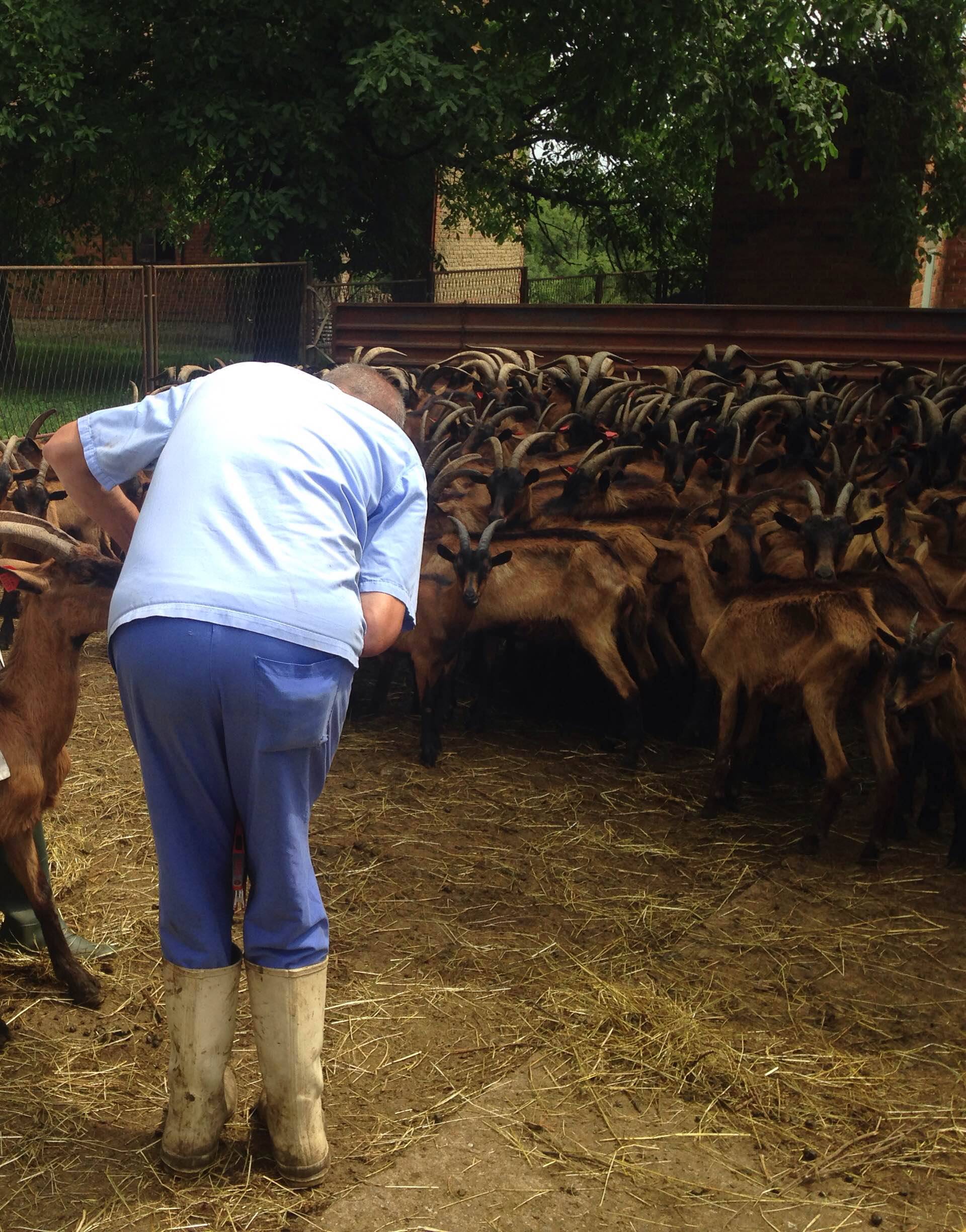 Traži se rješenje: Napuštene i gladne koze ostaju u Lakušiji