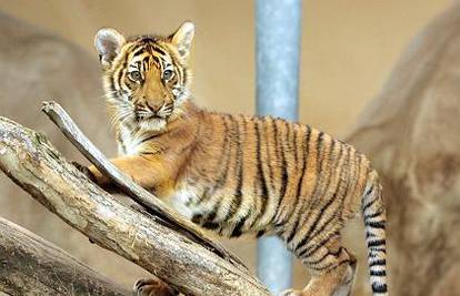 Malom tigru spasila život dajući mu umjetno disanje