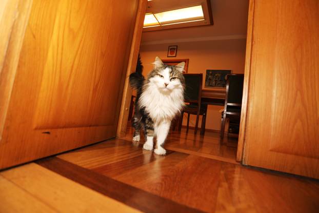 Miško ostaje prvi mačak Grada Rijeke i tijekom mandata Ive Rinčić