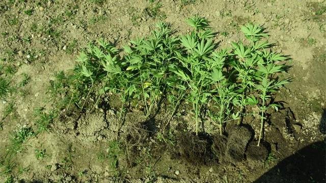 Uzgajao konoplju u Koprivnici: Policija zaplijenila jedanaest stabljika visine do 80 cm