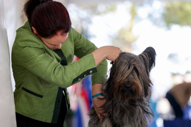 Zaton: Međunarodna izložba pasa pod nazivom CACIB Zadar 2025