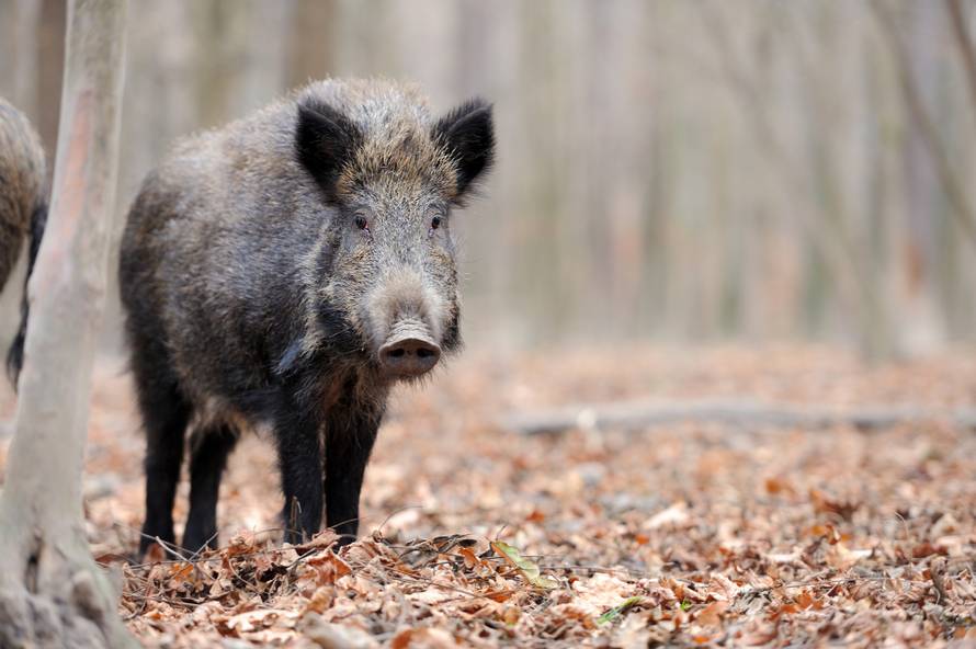Wild boar