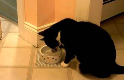 Kreativna mačka izmislila novi način pijenja vode