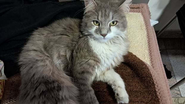 SUPER FOTKE vaših ljubimaca! Neki bi mogli biti viralni hit, ali svi su jednostavno neodoljivi