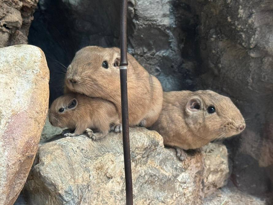 SLATKO POJAČANJE Dva gundija okotila su se u ZOO Zagrebu: Ne piju vodu, a zimi se stišću skupa