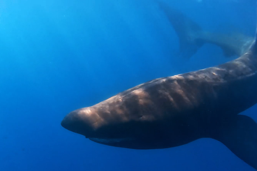 Ronio je sa psinom od &ccaron;ak sedam metara: 'Dotaknula me repom, to ne&cacute;u zaboraviti'