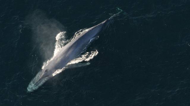 Stigli divovski kitovi: Vesela dva se igrala kraj Malog Lošinja