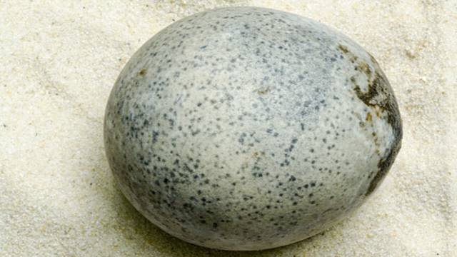 Jaje iz rimskog doba pronađeno u Engleskoj još sadrži tekućinu
