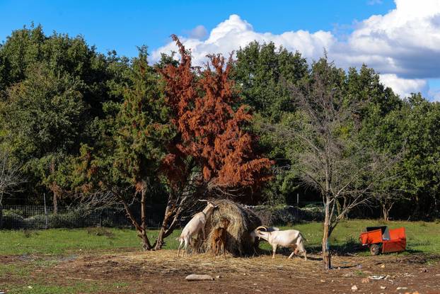 Vodnjan: Za Naj kozu 2025. godine izabrana je koza Jelena, vlasnika Mattea Muškovića 