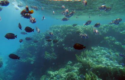 Egipat je zemlja vječnog ljeta - koraljni grebeni raj za ronioce 