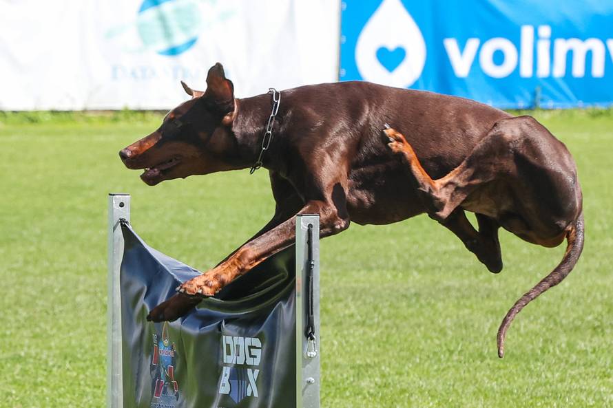 Međunarodna izložba natjecanje dobermana u Kurilovcu