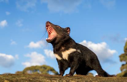 Važni za ekosustav: Tasmanski vrag opet u australskoj divljini
