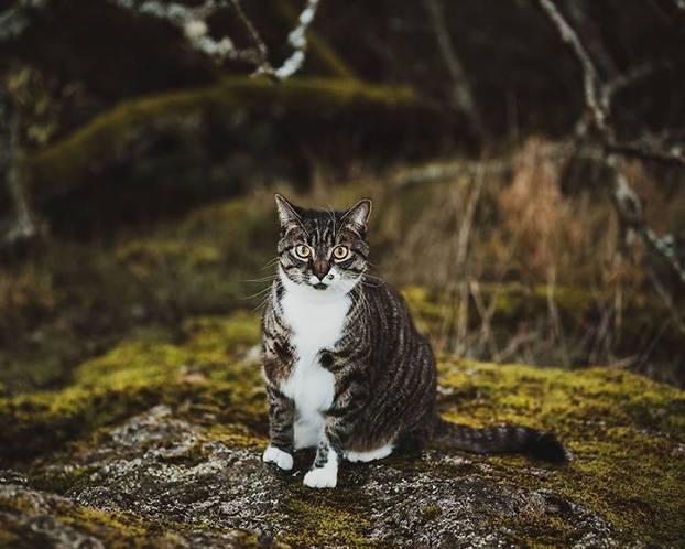 Profesionalne fotografije mačke