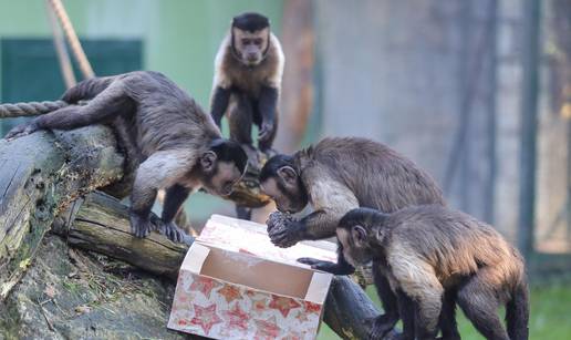 Životinje zagrebačkog ZOO-a na Štefanje čekaju božićni darovi