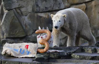 Uz tortu od ribe medvjed Knut proslavio 3. rođendan
