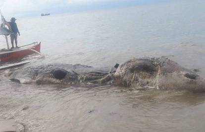 More na plažu izbacilo čudno morsko biće dugo 10 metara