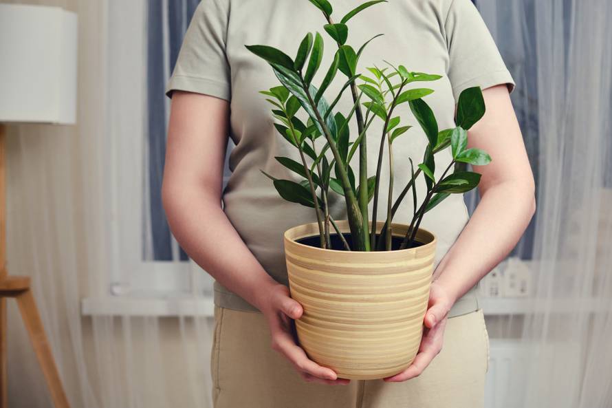 Stručnjaci savjetuju - kockica leda je odlična za vaše biljke